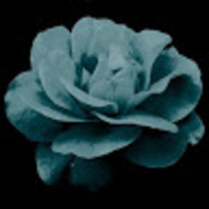 Meet your Posher, Ellen